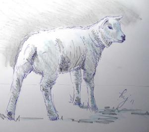 Sketchbook Another Lamb Sketch